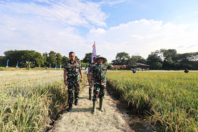 Potret Panen Padi untuk Ketahanan Pangan Nasional  - Bagian 3