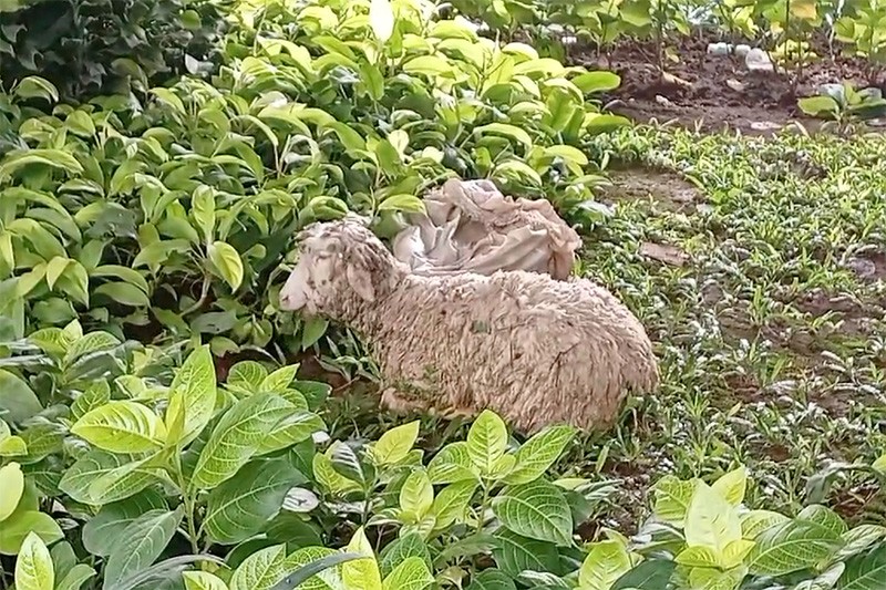 Dramatis! Damkar Evakuasi 15 Kambing Terjebak Banjir di Bantaran Kali Ciliwung - Bagian 4