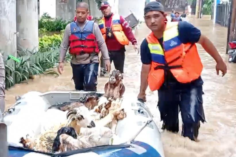 Dramatis! Damkar Evakuasi 15 Kambing Terjebak Banjir di Bantaran Kali Ciliwung - Bagian 2