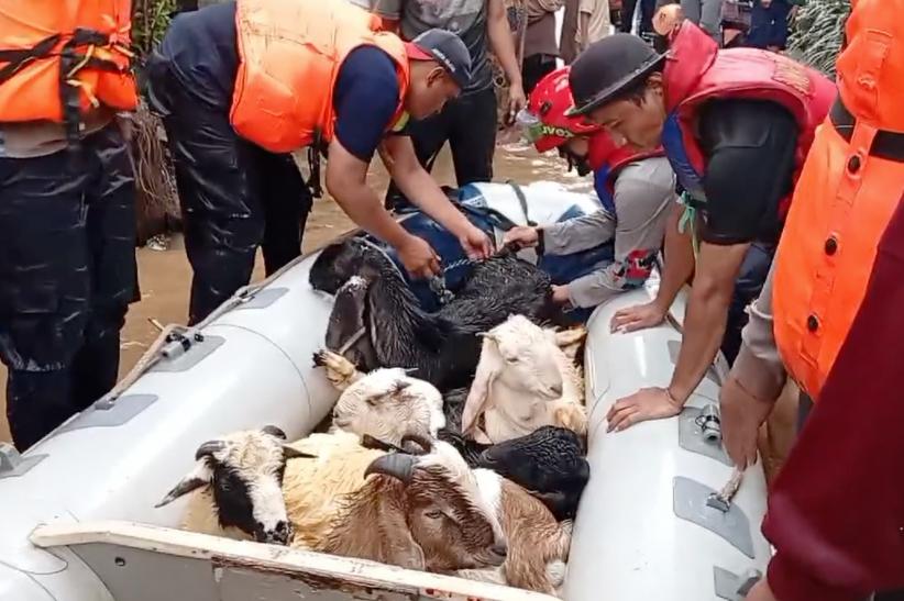 Dramatis! Damkar Evakuasi 15 Kambing Terjebak Banjir di Bantaran Kali Ciliwung - Bagian 1