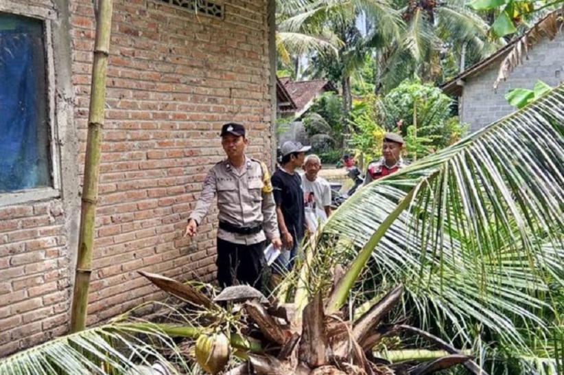 Tragis! Lansia 60 Tahun di Kulonprogo Tewas Tertimpa Pohon Tumbang