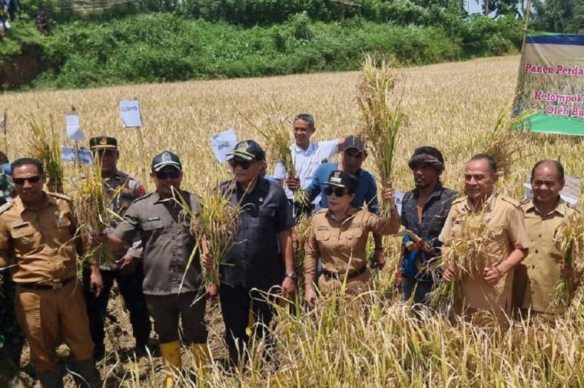 title Anggota DPRD dari Partai Perindo Yusuf Bora Apresiasi Panen Raya Padi di Sumba Barat Daya Anggota DPRD dari Partai Perindo Yusuf Bora Apresiasi Panen Raya Padi di Sumba Barat Daya