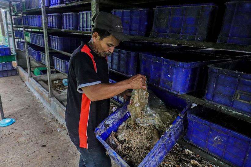 Budi Daya Maggot untuk Pakan Ternak - Bagian 5