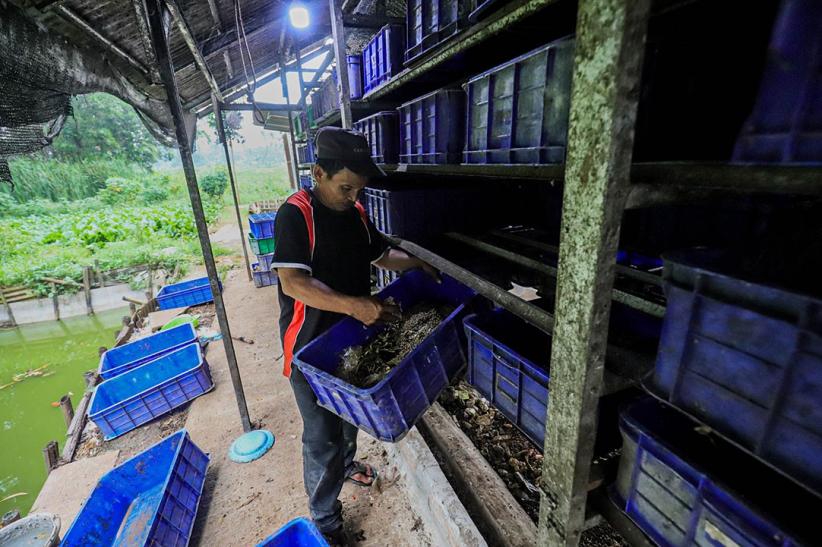 Budi Daya Maggot untuk Pakan Ternak - Bagian 3