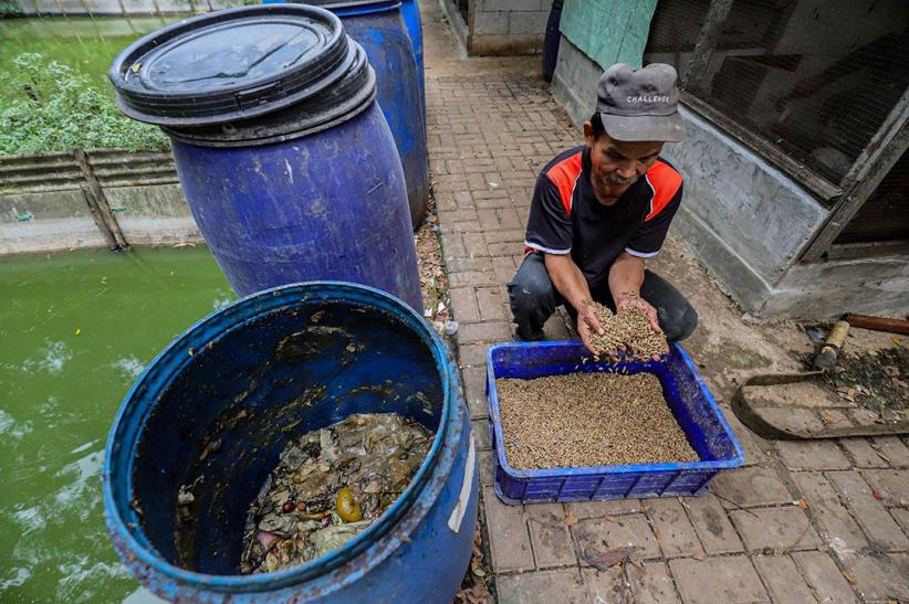 Budi Daya Maggot untuk Pakan Ternak - Bagian 4