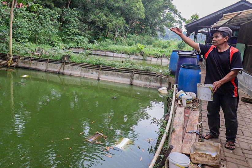 Budi Daya Maggot untuk Pakan Ternak - Bagian 6