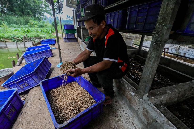 Budi Daya Maggot untuk Pakan Ternak - Bagian 2