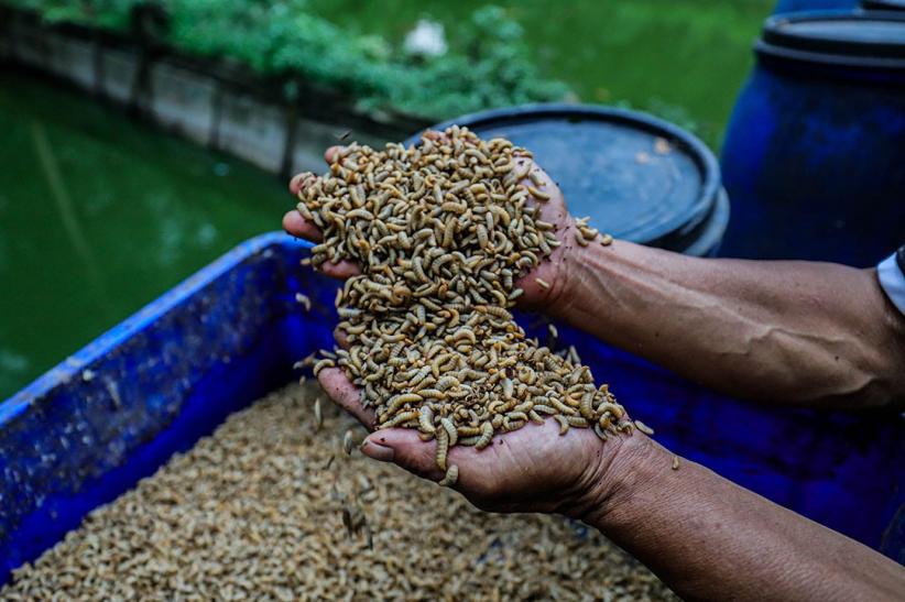 Budi Daya Maggot untuk Pakan Ternak - Bagian 1