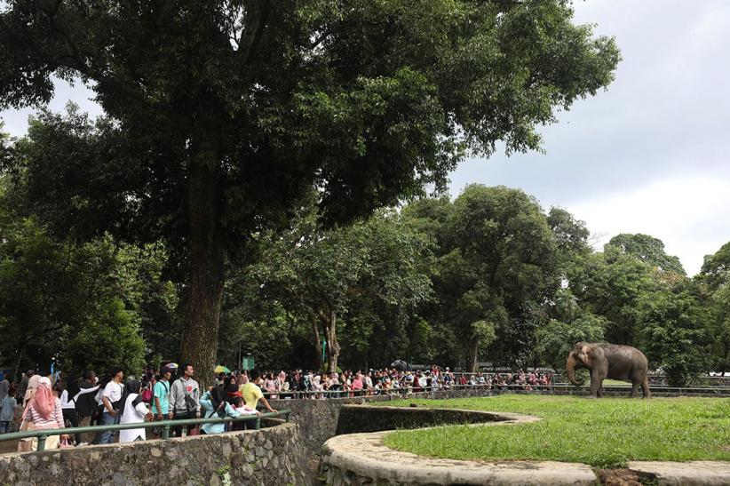 95.000 Lebih Pengunjung Padati Taman Margasatwa Ragunan Hari Ini - Bagian 3