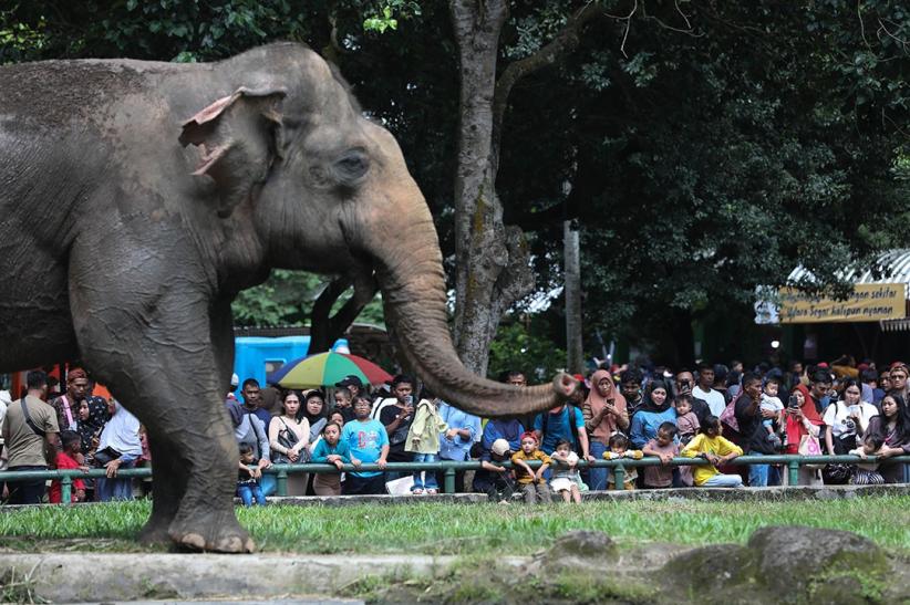95.000 Lebih Pengunjung Padati Taman Margasatwa Ragunan Hari Ini - Bagian 2