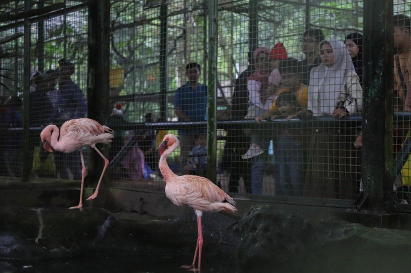 95.000 Lebih Pengunjung Padati Taman Margasatwa Ragunan Hari Ini - Bagian 5