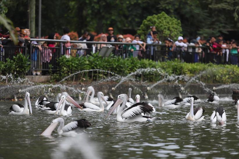 95.000 Lebih Pengunjung Padati Taman Margasatwa Ragunan Hari Ini - Bagian 4