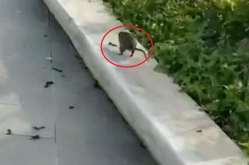 serangan_tikus_di_ikn serangan_tikus_di_ikn