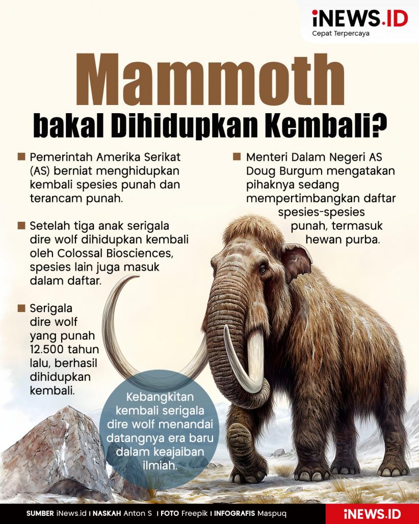 Infografis Setelah Serigala Dire Wolf, Mammoth bakal Dihidupkan Kembali?