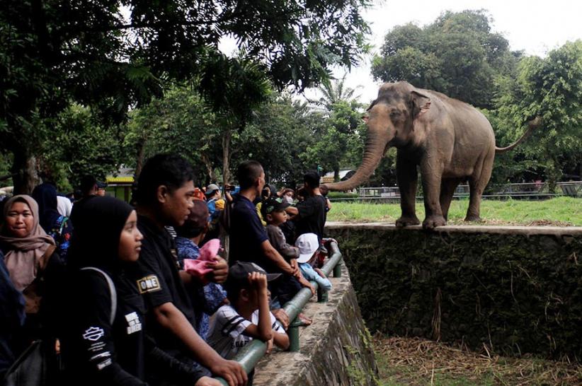 19 Ribu Orang Berwisata di Taman Margasatwa Ragunan - Bagian 1