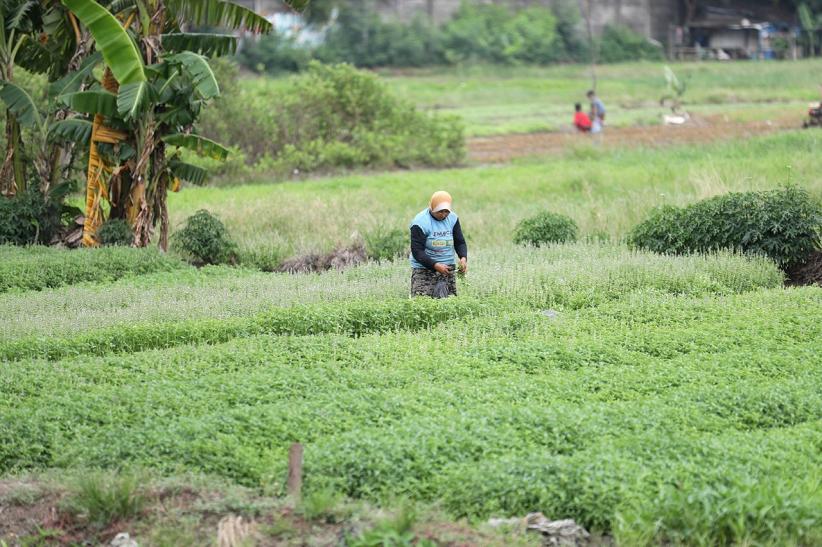 Kreatif! Lahan Terlantar Disulap Jadi Pertanian Produktif - Bagian 5