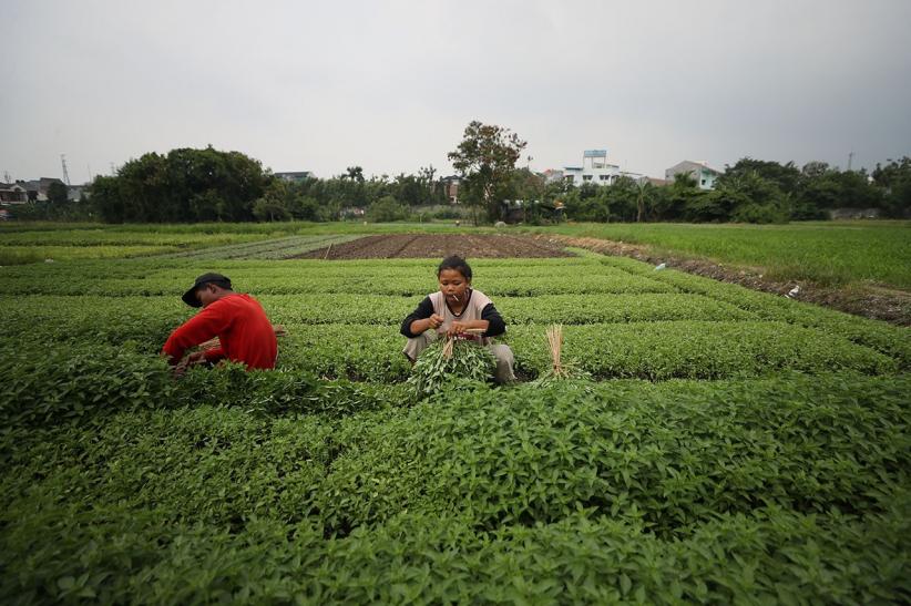 Kreatif! Lahan Terlantar Disulap Jadi Pertanian Produktif - Bagian 3
