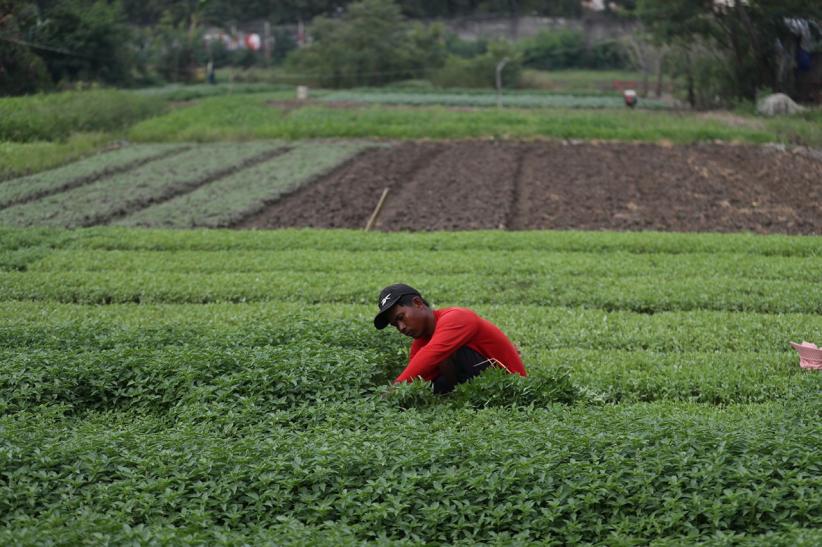 Kreatif! Lahan Terlantar Disulap Jadi Pertanian Produktif - Bagian 4