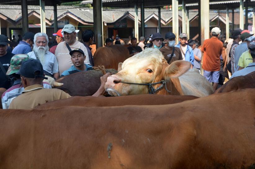 Potret Aktivitas Jual Beli Sapi di Pasar Hewan Ambarawa - Bagian 6