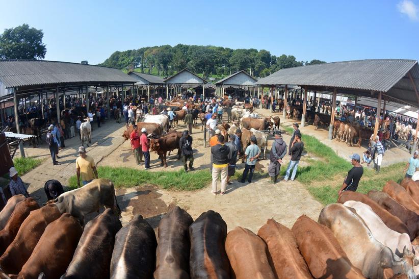 Potret Aktivitas Jual Beli Sapi di Pasar Hewan Ambarawa - Bagian 4