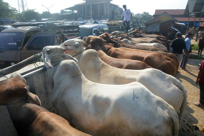 Potret Aktivitas Jual Beli Sapi di Pasar Hewan Ambarawa - Bagian 5