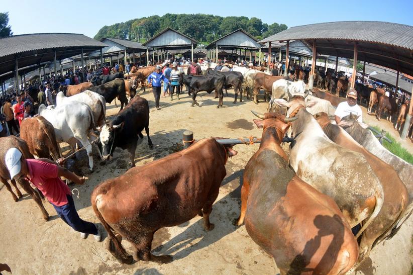 Potret Aktivitas Jual Beli Sapi di Pasar Hewan Ambarawa - Bagian 3