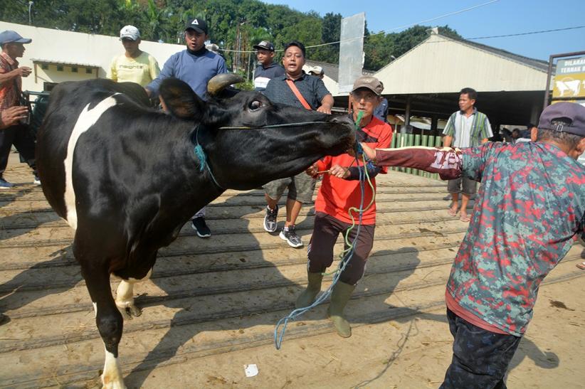 Potret Aktivitas Jual Beli Sapi di Pasar Hewan Ambarawa - Bagian 2