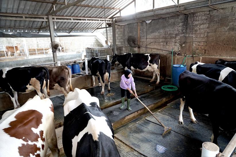 Lokakarya Susu Segar AOA 2025 Fokus pada Pengurangan Emisi dan Pertanian Regeneratif - Bagian 2