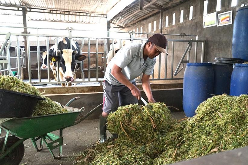 Lokakarya Susu Segar AOA 2025 Fokus pada Pengurangan Emisi dan Pertanian Regeneratif - Bagian 3