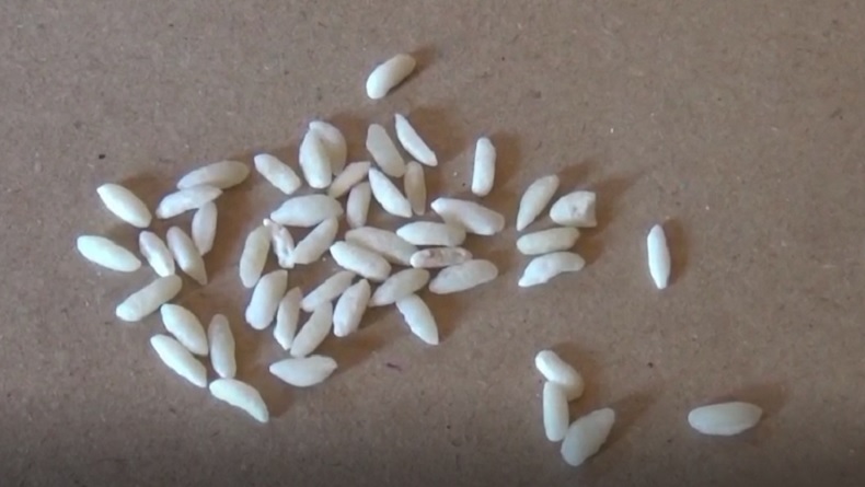 Warga Batanghari Diresahkan Temuan Beras Sintetis