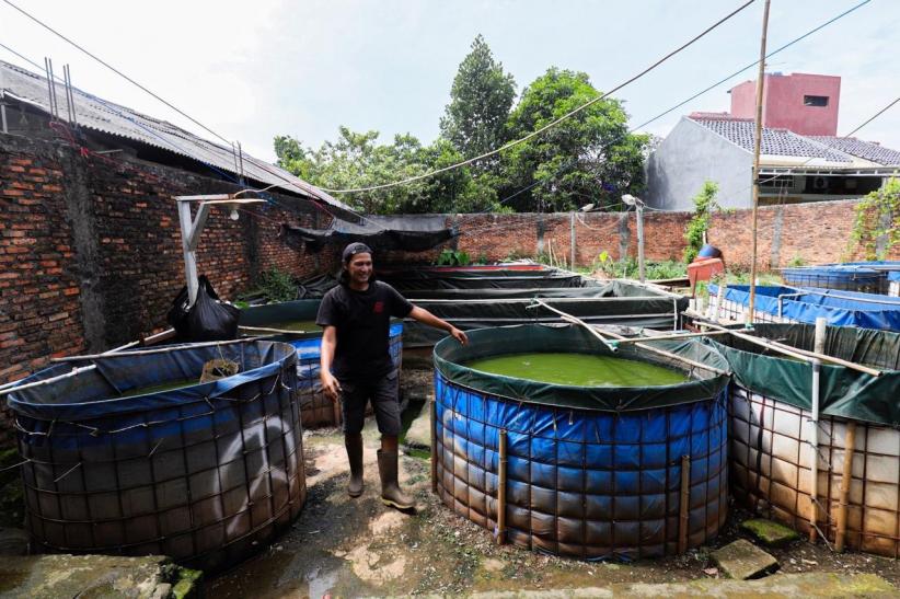 Raup Cuan Dari Budi Daya Ikan Lele di Permukiman Padat Bekasi - Bagian 3