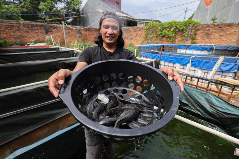 Raup Cuan Dari Budi Daya Ikan Lele di Permukiman Padat Bekasi - Bagian 2