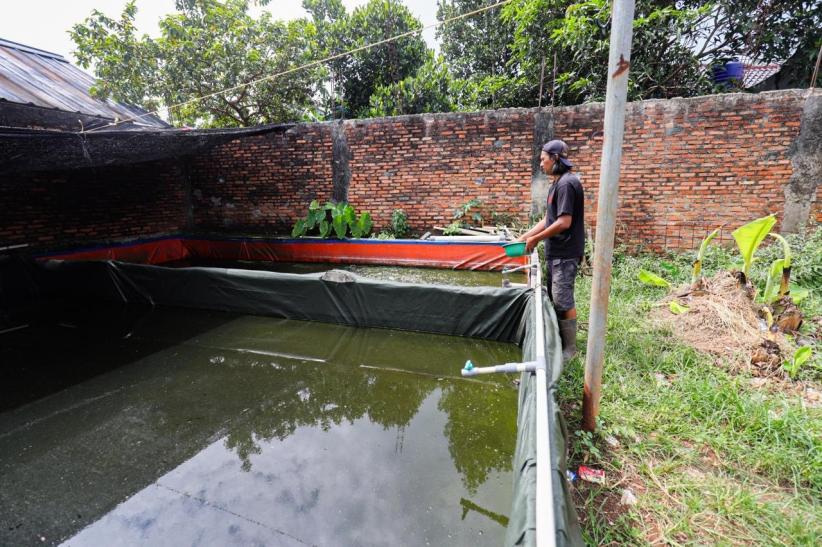 Raup Cuan Dari Budi Daya Ikan Lele di Permukiman Padat Bekasi - Bagian 10