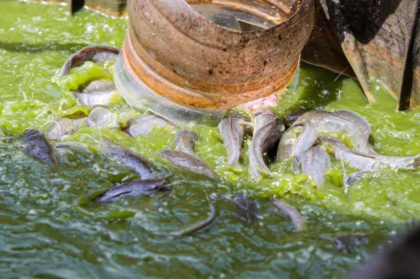 Raup Cuan Dari Budi Daya Ikan Lele di Permukiman Padat Bekasi - Bagian 5