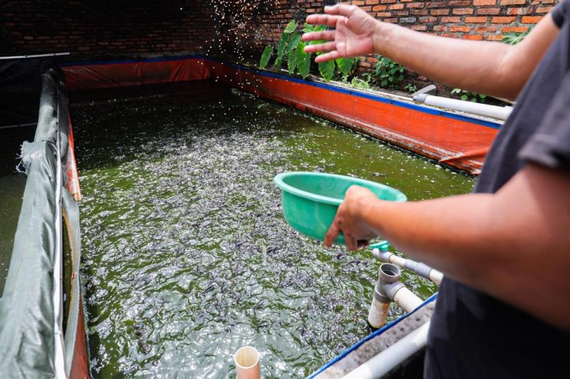 Raup Cuan Dari Budi Daya Ikan Lele di Permukiman Padat Bekasi - Bagian 7