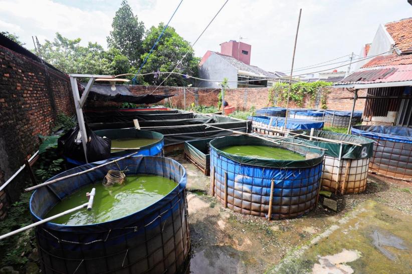 Raup Cuan Dari Budi Daya Ikan Lele di Permukiman Padat Bekasi - Bagian 9