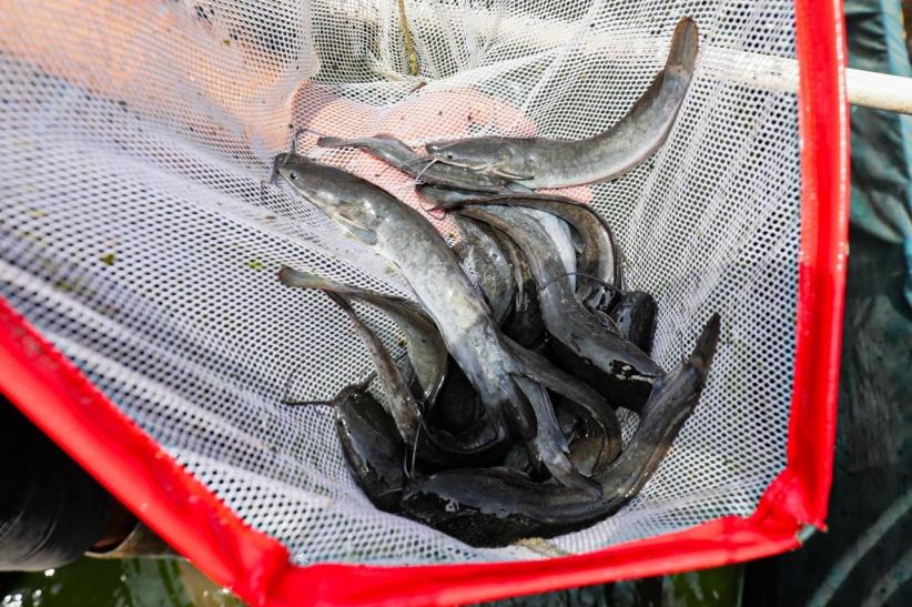 Raup Cuan Dari Budi Daya Ikan Lele di Permukiman Padat Bekasi - Bagian 4