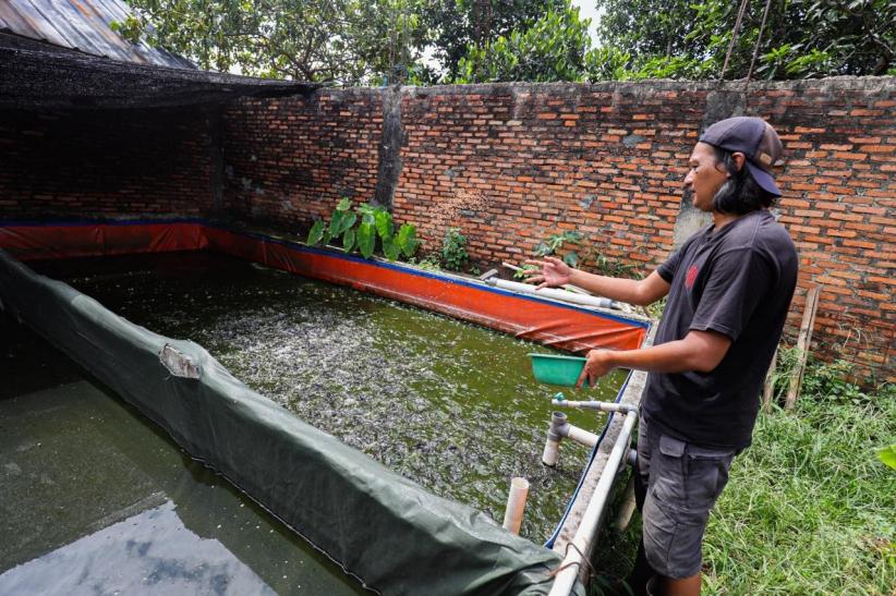 Raup Cuan Dari Budi Daya Ikan Lele di Permukiman Padat Bekasi - Bagian 6