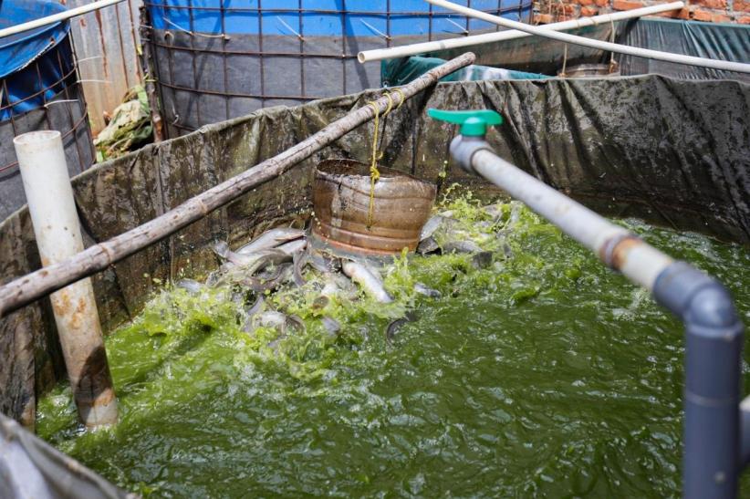 Raup Cuan Dari Budi Daya Ikan Lele di Permukiman Padat Bekasi - Bagian 8