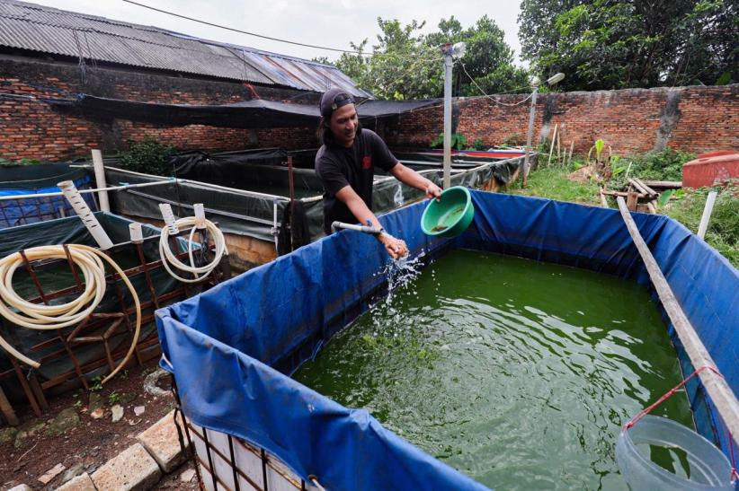 Raup Cuan Dari Budi Daya Ikan Lele di Permukiman Padat Bekasi - Bagian 1