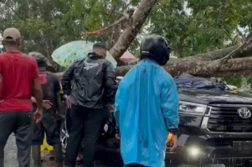 Polisi Tewas Tertimpa Pohon Tumbang di Tanjab Timur Jambi, Istri dan Anak Terluka