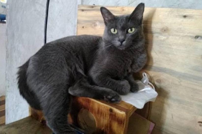 title Fakta Kucing Busok yang Eksotis, Ras Asli Indonesia dari Pulau Raas Madura Fakta Kucing Busok yang Eksotis, Ras Asli Indonesia dari Pulau Raas Madura