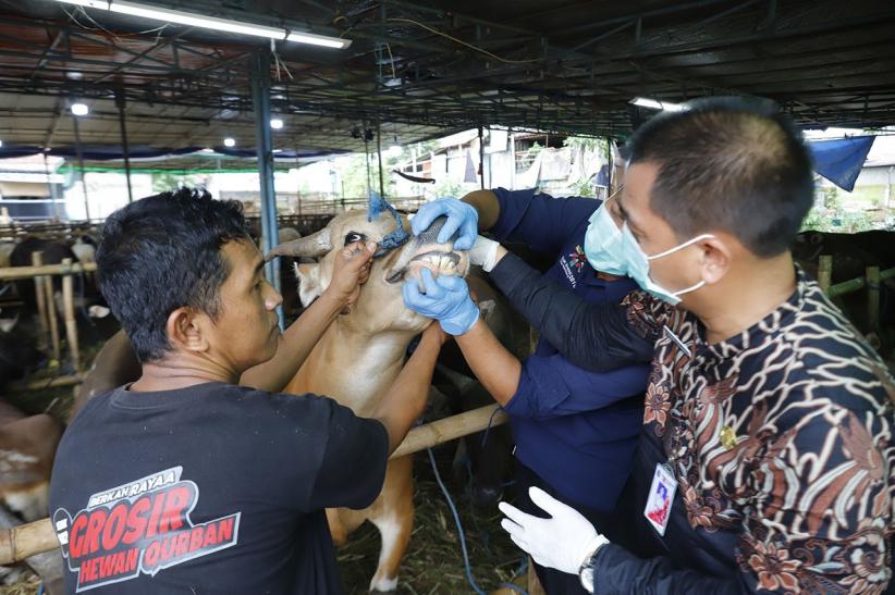 Pemeriksaan Kesehatan Hewan Kurban Jelang Perayaan Iduladha - Bagian 1