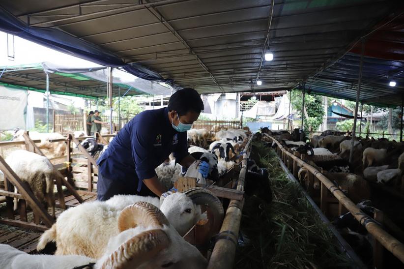 Pemeriksaan Kesehatan Hewan Kurban Jelang Perayaan Iduladha - Bagian 4