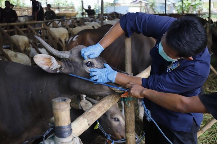 Pemeriksaan Kesehatan Hewan Kurban Jelang Perayaan Iduladha - Bagian 3