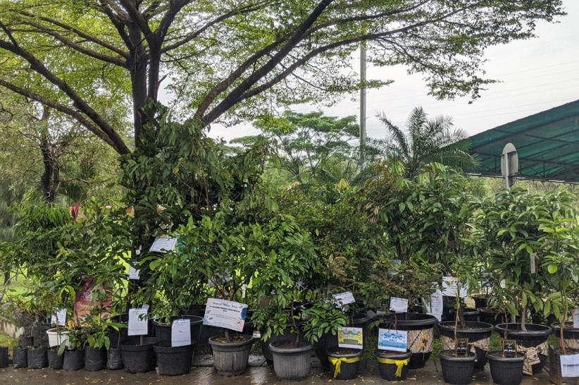 Kontribusi Terhadap Pelestarian Alam dengan Penanaman Pohon - Bagian 4