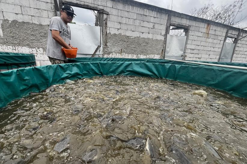 Dari Kamera ke Kolam: Fotografer Ini Sukses Beralih Jadi Peternak Ikan Lele - Bagian 1