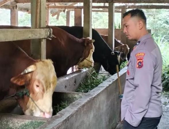 Sapi Milik Polisi di Padang Panjang Dibeli Presiden Prabowo untuk Idul Adha