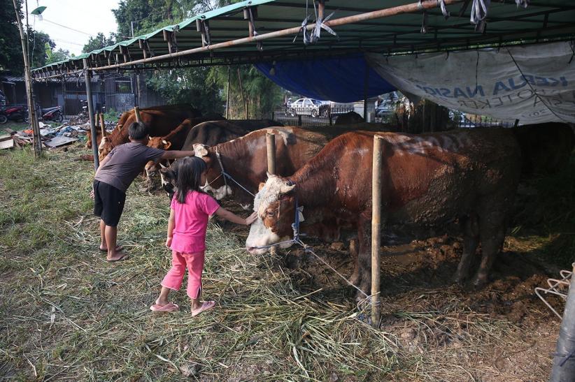 Potret Pedagang Hewan Kurban Jelang Idul Adha 2025 - Bagian 2