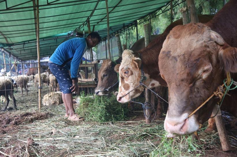 Potret Pedagang Hewan Kurban Jelang Idul Adha 2025 - Bagian 1